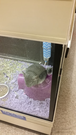 Pet Supply Store «PetSmart», reviews and photos, 1183 Berkshire Blvd, Wyomissing, PA 19610, USA