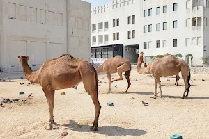 Camel Pen image