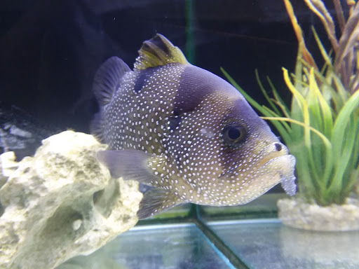 Aquarium «Aquarium World», reviews and photos, 13157 Northwest Fwy, Houston, TX 77040, USA