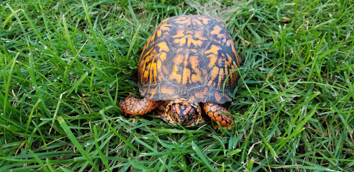 Public Golf Course «Mercer Oaks Golf Course», reviews and photos, 725 Village Rd W, West Windsor Township, NJ 08550, USA