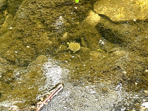 Park «Turtle Creek Parkway Park», reviews and photos, Bowen St, Dallas, TX 75219, USA