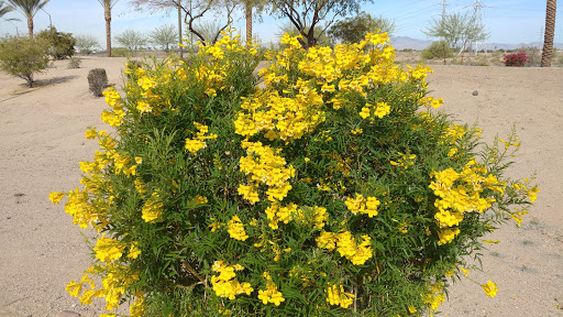 Park «Friendship Park», reviews and photos, 12325 W McDowell Rd, Avondale, AZ 85323, USA