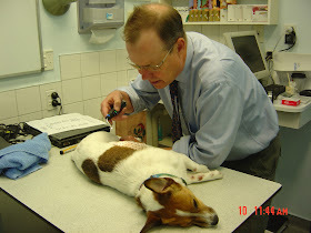 Animal Dermatology NZ