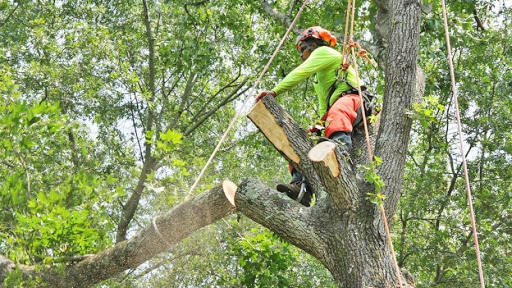 Tree Removal & Landscaping by Mal