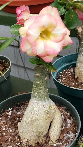 Florist «Thai-Rific Orchids Inc», reviews and photos, 5313 Gulfport Blvd S, Gulfport, FL 33707, USA