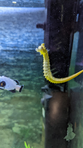 Aquarium «Team ECCO Ocean Center & Aquarium», reviews and photos, 511 N Main St, Hendersonville, NC 28792, USA