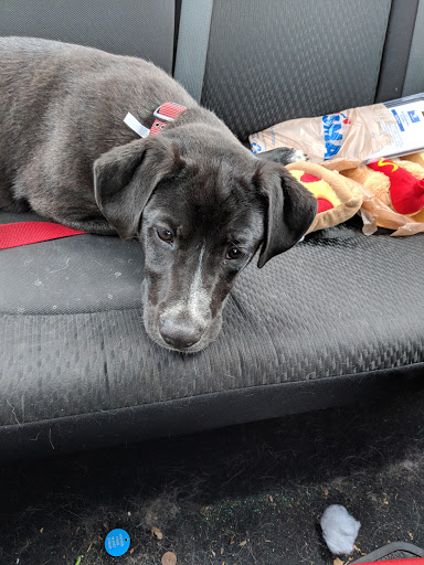 Pet Supply Store «PetSmart», reviews and photos, 10697 E US Hwy 36, Avon, IN 46123, USA