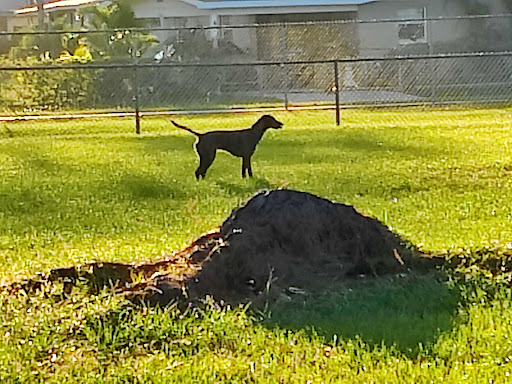 Dog Park «West Park», reviews and photos, 5812 N Occident St, Tampa, FL 33614, USA