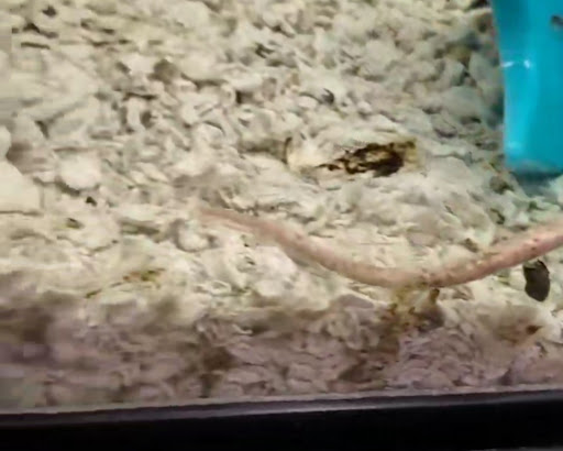 Pet Supply Store «Petco Animal Supplies», reviews and photos, 3194 FM407, Highland Village, TX 75077, USA