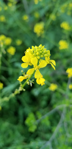 Park «John James Park», reviews and photos, 3910 Rittiman Rd, San Antonio, TX 78234, USA