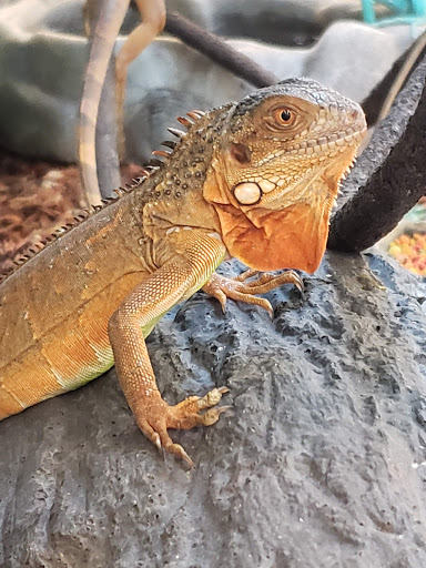 Pet Supply Store «Petco Animal Supplies», reviews and photos, 298 Spring Creek Drive, Franklin, TN 37067, USA