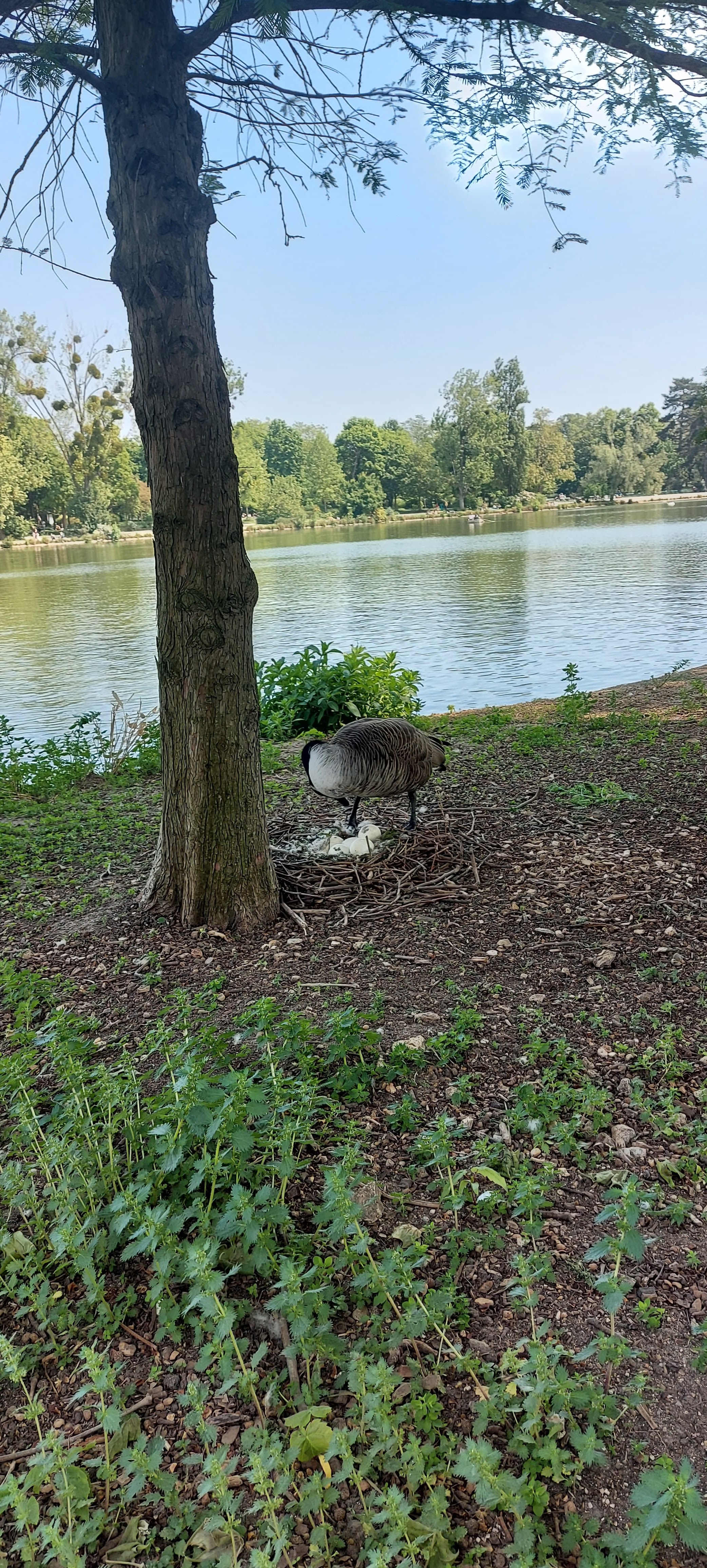 Photo n° 12 de l'avis de gwadilina.l fait le 12/05/2022 à 00:30