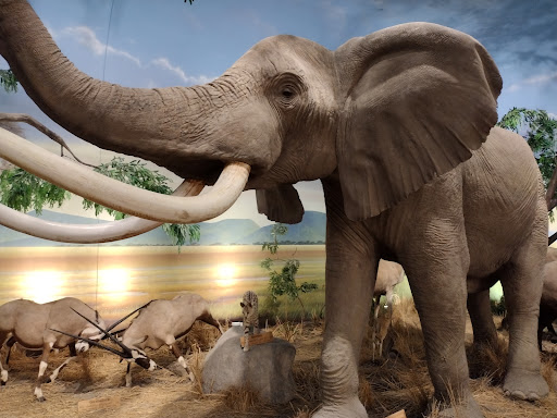 Sporting Goods Store «Bass Pro Shops Base Camp», reviews and photos, 2500 E Kearney St, Springfield, MO 65803, USA