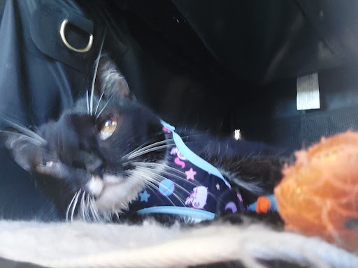 Pet Store «Concord Pet & Food Supplies», reviews and photos, 642 Lancaster Pike, Malvern, PA 19355, USA