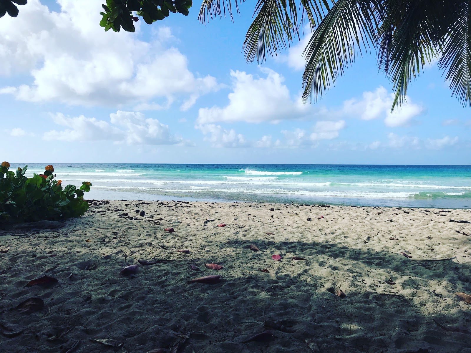 Photo of Freights Bay beach and the settlement