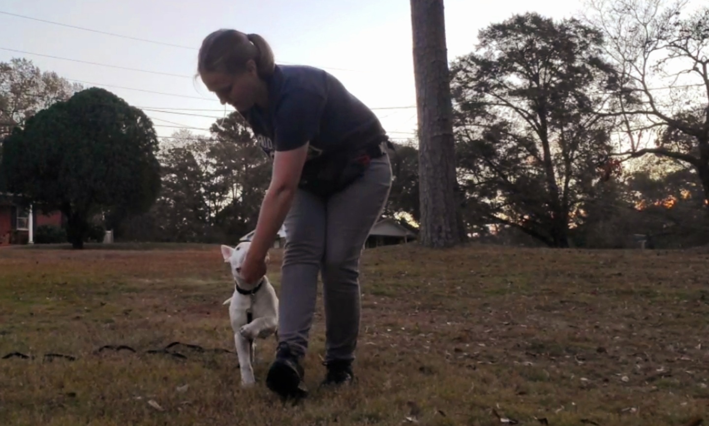 Family Dog Obedience & Training