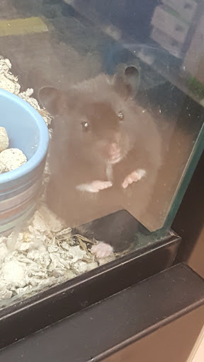 Pet Supply Store «Petco Animal Supplies», reviews and photos, 5125 Jonestown Rd #195, Harrisburg, PA 17112, USA