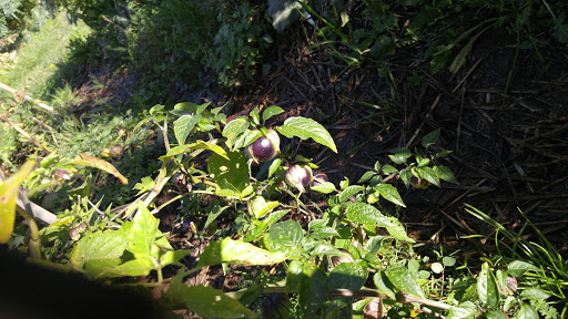 Park «Gamebird Park», reviews and photos, 1500 Mallard Ave, Springfield, OR 97477, USA