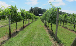 Ramulose Ridge Vineyards