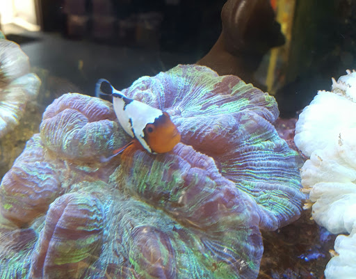 Pet Store «Total Aquariums», reviews and photos, 325 Sunrise Hwy, Lynbrook, NY 11563, USA