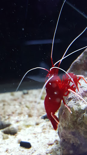 Aquarium «Marine EXTREMES», reviews and photos, 6257 E 21st St N, Wichita, KS 67208, USA