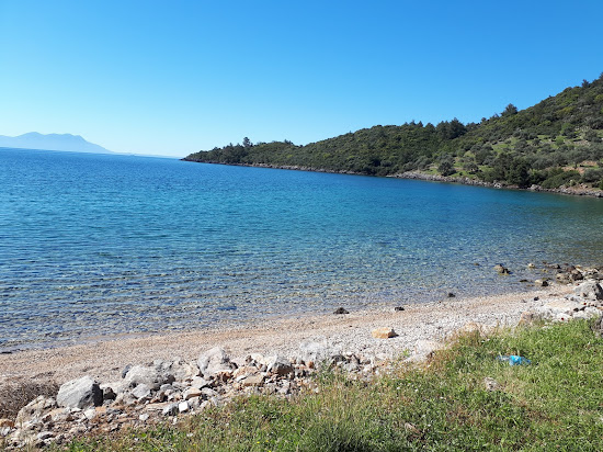 Konfilikt Koyu