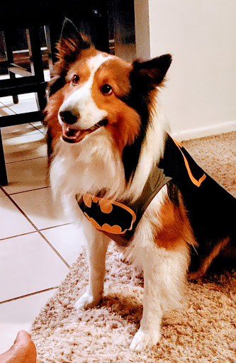 Pet Supply Store «PetSmart», reviews and photos, 1836 Joe Battle Blvd, El Paso, TX 79936, USA