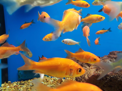 Pet Supply Store «Petco Animal Supplies», reviews and photos, 18200 NW Evergreen Pkwy, Beaverton, OR 97006, USA