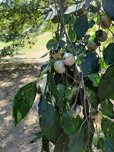 Public Golf Course «Candler Park Golf Course», reviews and photos, 585 Candler Park Dr NE, Atlanta, GA 30307, USA