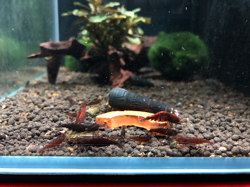 Shrimp Liebhaber unter Oberursel, 