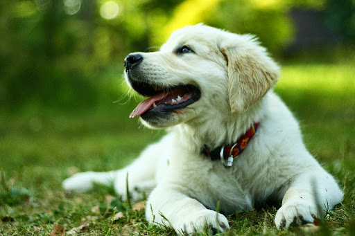 Clínica Veterinaria Alcauza en San José de la Rinconada