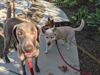 Woofs and Wags - Dog Walking and More - Photo 3 - Car repair in Dana Point, CA, Mission Viejo