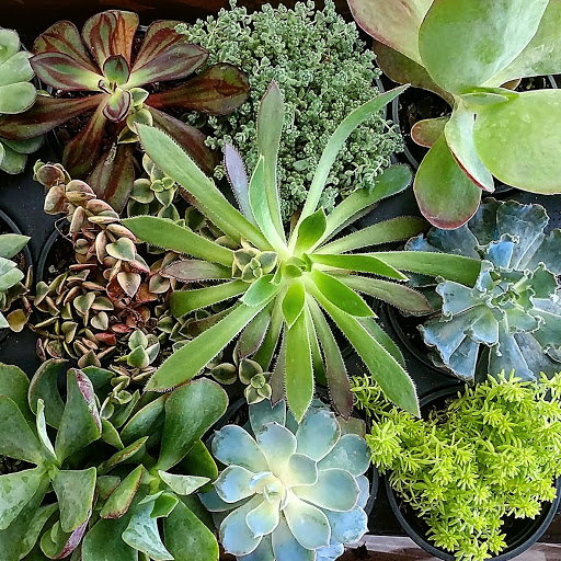 Florist «bloom & buttercup», reviews and photos, 1900 Johnson St NE, Minneapolis, MN 55418, USA