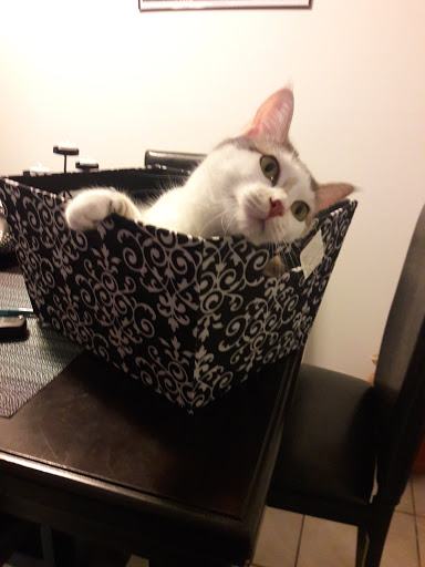 Thrift Store «Boomerangs Thrift Store», reviews and photos, 2365 Wilton Dr, Wilton Manors, FL 33305, USA