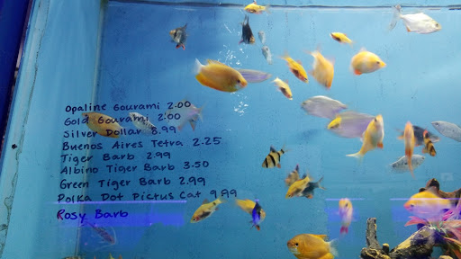 Tropical Fish Store «Aqua Mart Aquariums», reviews and photos, 1620 S Washington Ave, Titusville, FL 32780, USA