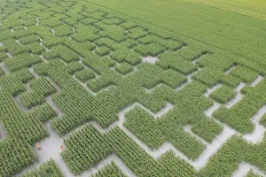 Pop Corn Labyrinthe LES MATHES (Arvert) - Labyrinthe Géant de Maïs image