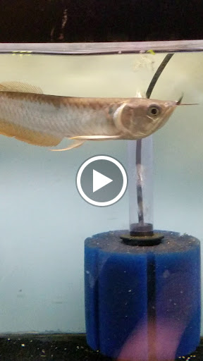 Tropical Fish Store «Pet Friendly Inc», reviews and photos, 845 Manitou Rd, Hilton, NY 14468, USA