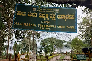 Salumarada Thimmakka Tree Park image