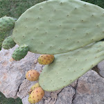 Photo n°13 de l'avis de Salvatore.a fait le 25/08/2023 à 17:14 sur le  Lo Zafferaneto hotel, ristorante & spa à Buccheri