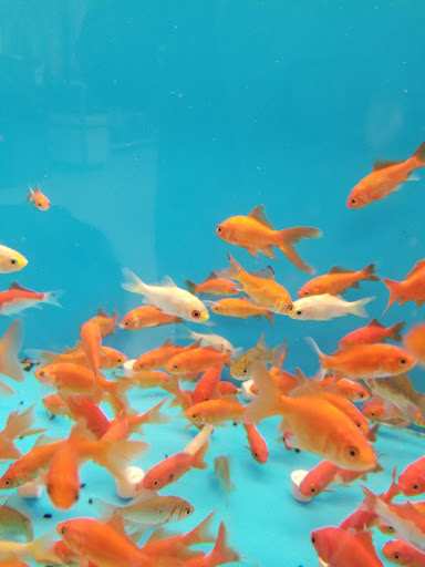 Pet Supply Store «PetSmart», reviews and photos, 11945 Central Ave, Chino, CA 91710, USA