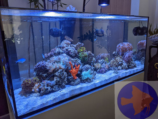 Reef Ryders Aquarium Service and Maintenance