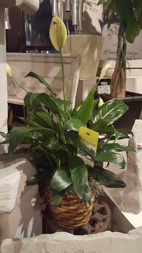 Florist «Thrifty Florist Ann Arbor», reviews and photos, 3021 Carpenter Rd, Ypsilanti, MI 48197, USA