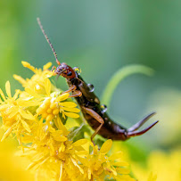 Preventative Pest Control - Photo 7 - Car repair in , Colorado Springs