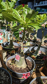 Garden Center at The Home Depot - Photo 9 - Car repair in Eastvale, CA, Corona