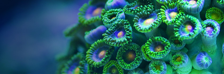 Reef Coral