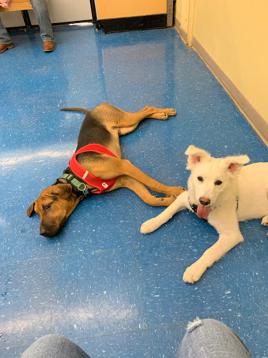 Pet Supply Store «Petco Animal Supplies», reviews and photos, 825 Brevard Rd, Asheville, NC 28806, USA