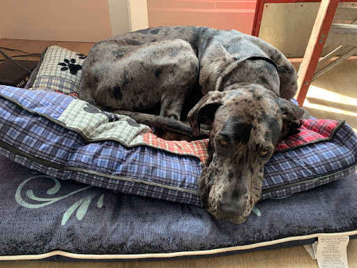 Pet Supply Store «Cole Valley Pets», reviews and photos, 910 Cole St, San Francisco, CA 94117, USA