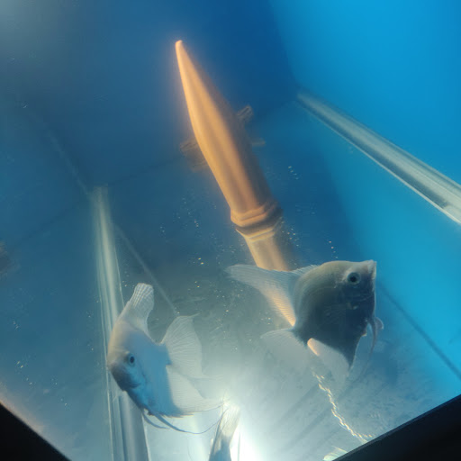 Tropical Fish Store «Sunset Pet & Supplies», reviews and photos, 1373 Sunset Blvd, Los Angeles, CA 90026, USA