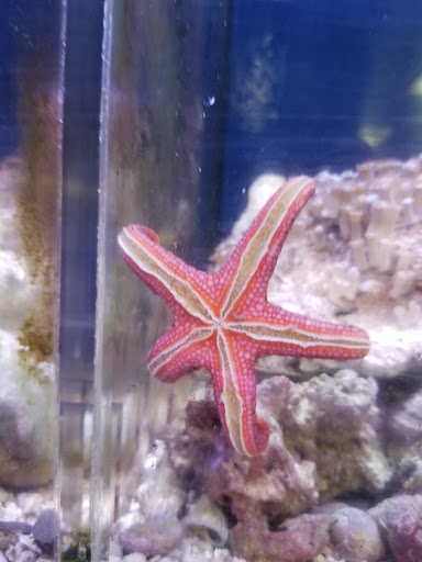 Tropical Fish Store «Westside Aquarium & Pets», reviews and photos, 3402 S Dale Mabry Hwy, Tampa, FL 33629, USA