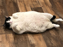 Bayside Animal Hospital | Kemah, TX - Photo 9 - Car repair in Kemah, TX, League City